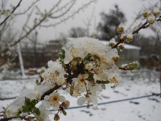 Name:  DSCN4600.jpg
Views: 985
Size:  38.6 KB