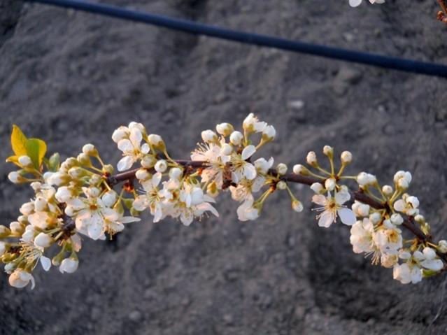 Name:  DSCN4830.jpg
Views: 706
Size:  42.0 KB