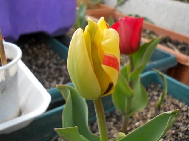 Name:  DSCN4705.jpg
Views: 723
Size:  30.6 KB