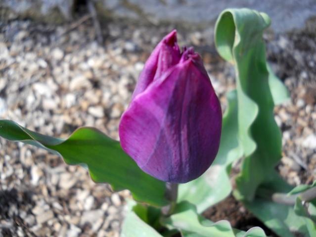 Name:  DSCN4716.jpg
Views: 703
Size:  37.9 KB