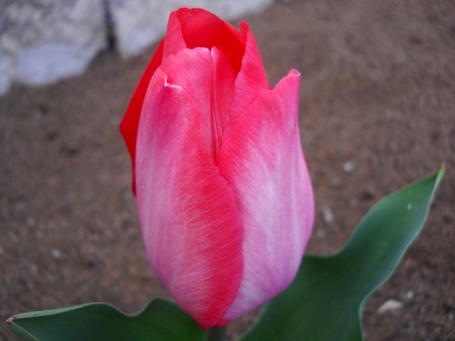 Name:  DSCN4840.JPG
Views: 627
Size:  68.0 KB