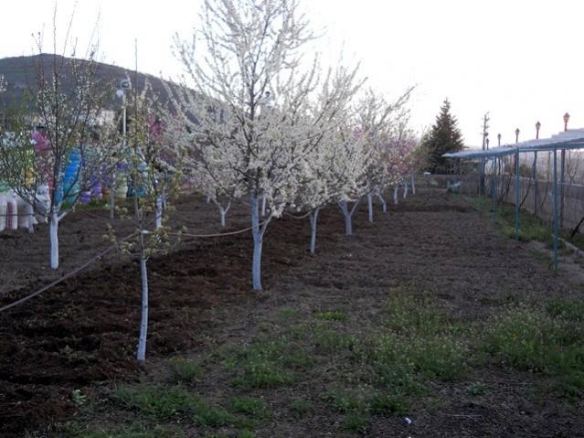 Name:  DSCN4868.jpg
Views: 678
Size:  55.6 KB