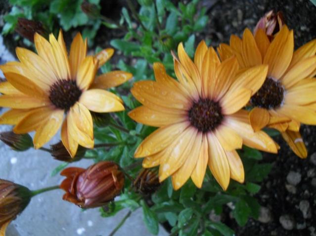 Name:  DSCN4884.jpg
Views: 590
Size:  43.6 KB