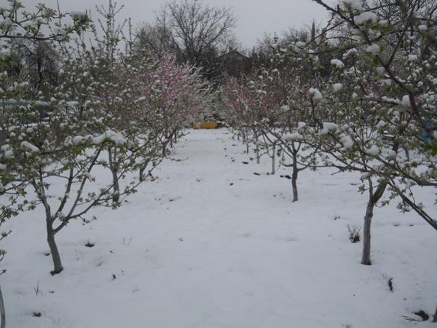 Name:  DSCN4977.jpg
Views: 745
Size:  51.3 KB