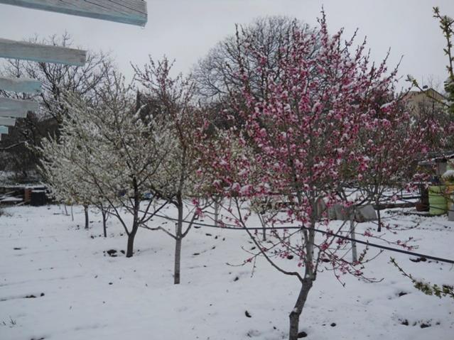 Name:  DSCN4978.jpg
Views: 724
Size:  60.9 KB