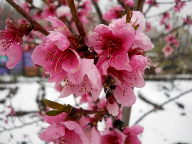Name:  DSCN4989.jpg
Views: 718
Size:  41.9 KB
