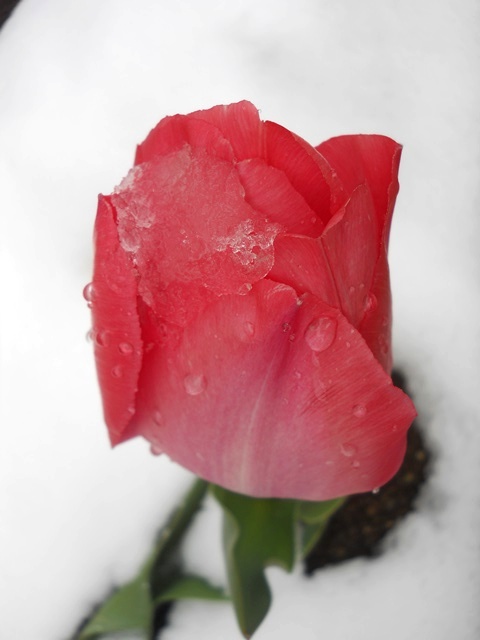 Name:  DSCN4968.JPG
Views: 1036
Size:  57.5 KB