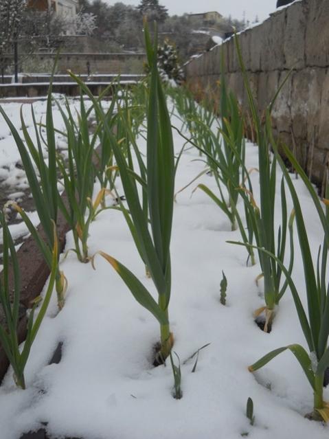 Name:  DSCN4979.jpg
Views: 1040
Size:  43.4 KB