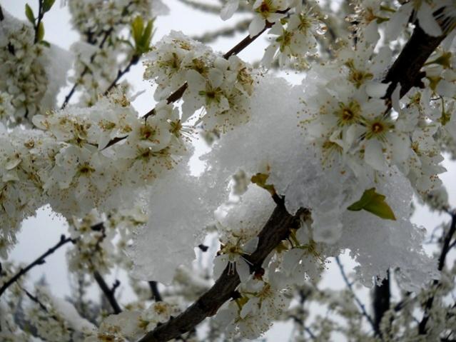 Name:  DSCN4985.jpg
Views: 1039
Size:  51.6 KB