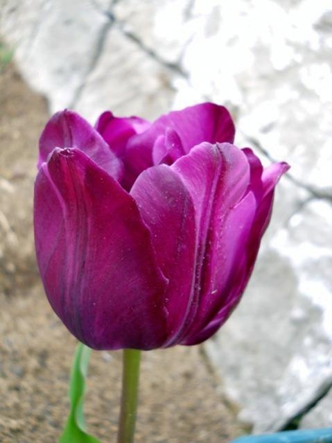 Name:  DSCN5115.jpg
Views: 914
Size:  32.2 KB