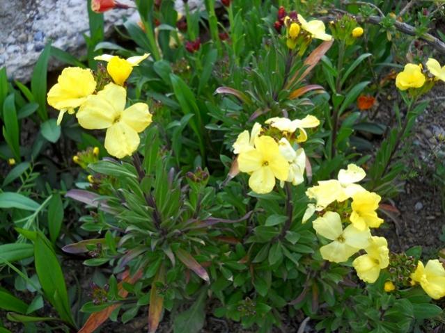 Name:  DSCN5153.jpg
Views: 912
Size:  59.8 KB