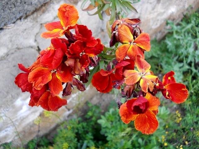 Name:  DSCN5158.jpg
Views: 888
Size:  55.6 KB