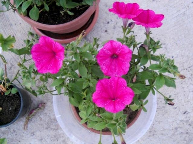 Name:  DSCN5159.jpg
Views: 905
Size:  52.2 KB
