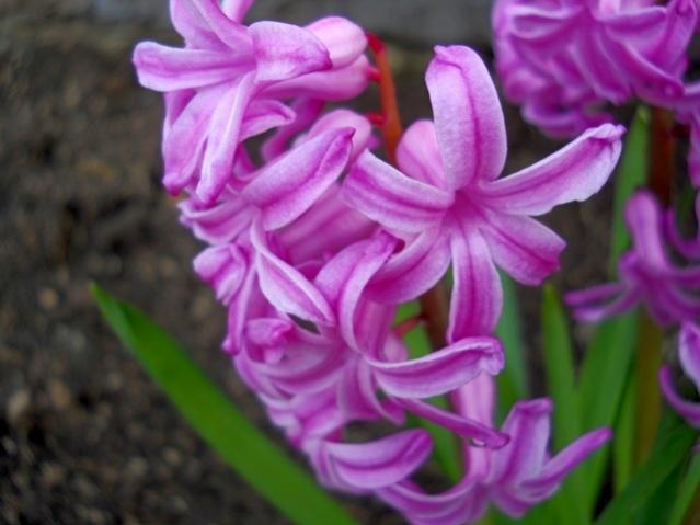 Name:  DSCN5200.jpg
Views: 904
Size:  36.4 KB
