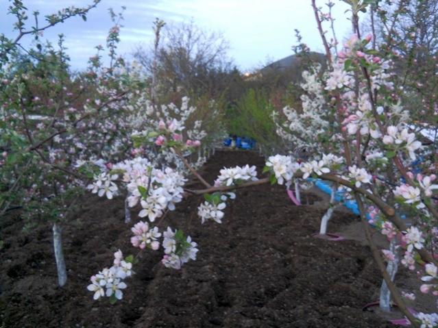 Name:  DSCN5174.jpg
Views: 850
Size:  59.7 KB