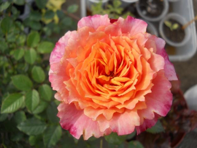 Name:  DSCN5194.jpg
Views: 651
Size:  36.5 KB