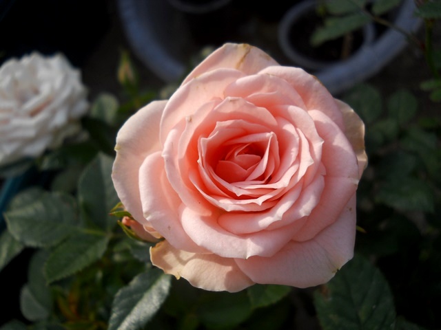 Name:  DSCN5195.JPG
Views: 691
Size:  70.0 KB