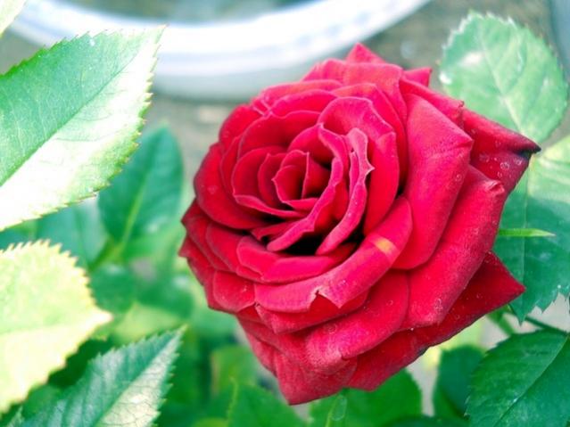 Name:  DSCN5196.jpg
Views: 642
Size:  40.6 KB