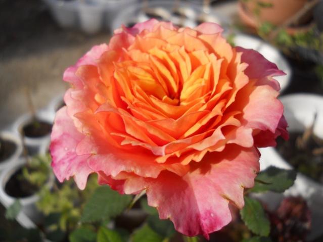 Name:  DSCN5198.jpg
Views: 656
Size:  36.8 KB