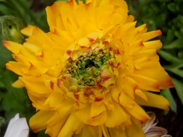 Name:  DSCN5218.jpg
Views: 638
Size:  35.1 KB