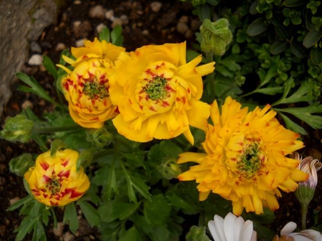 Name:  DSCN5219.jpg
Views: 667
Size:  48.1 KB