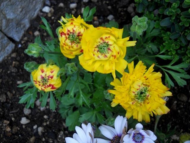 Name:  DSCN5215.jpg
Views: 690
Size:  52.7 KB