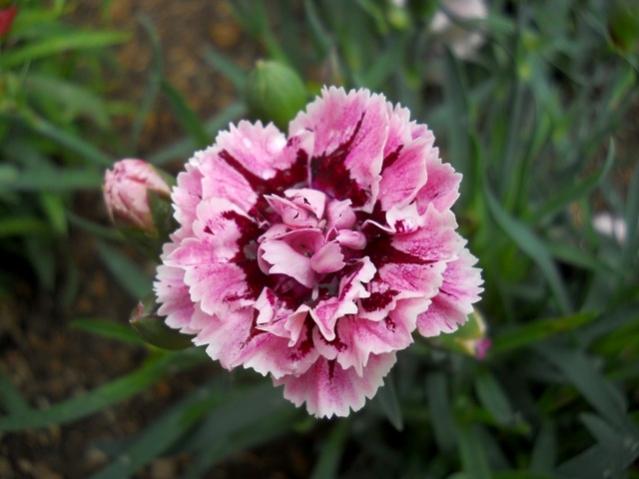 Name:  DSCN5314.jpg
Views: 607
Size:  36.6 KB