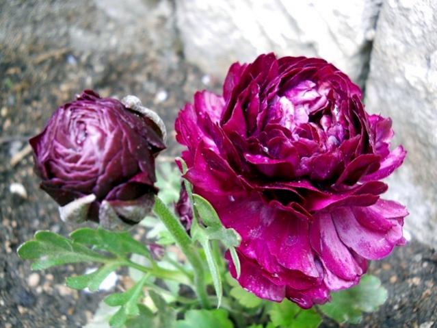 Name:  DSCN5324.jpg
Views: 527
Size:  52.7 KB
