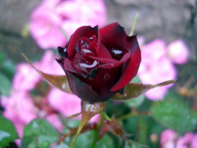Name:  DSCN5302.jpg
Views: 515
Size:  29.9 KB