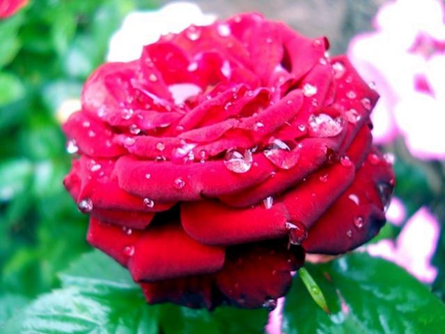 Name:  DSCN5303.jpg
Views: 531
Size:  39.9 KB