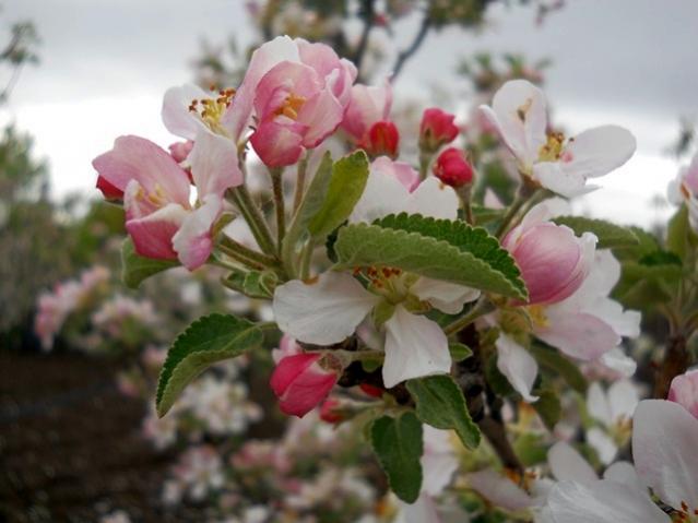Name:  DSCN5368.jpg
Views: 795
Size:  37.4 KB