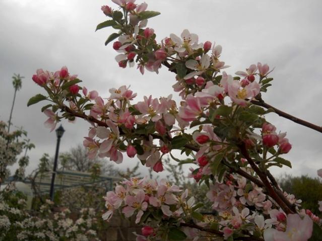 Name:  DSCN5371.jpg
Views: 782
Size:  47.1 KB