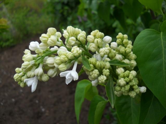 Name:  DSCN5385.jpg
Views: 791
Size:  34.9 KB