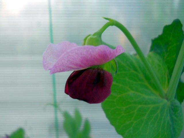Name:  DSCN5434.JPG
Views: 709
Size:  62.1 KB
