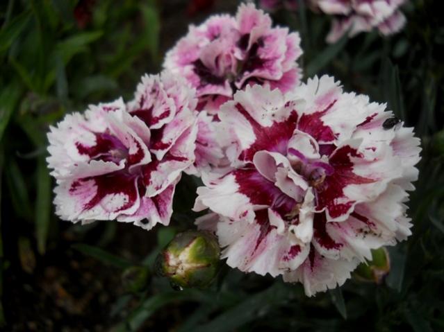 Name:  DSCN5466.jpg
Views: 513
Size:  40.1 KB