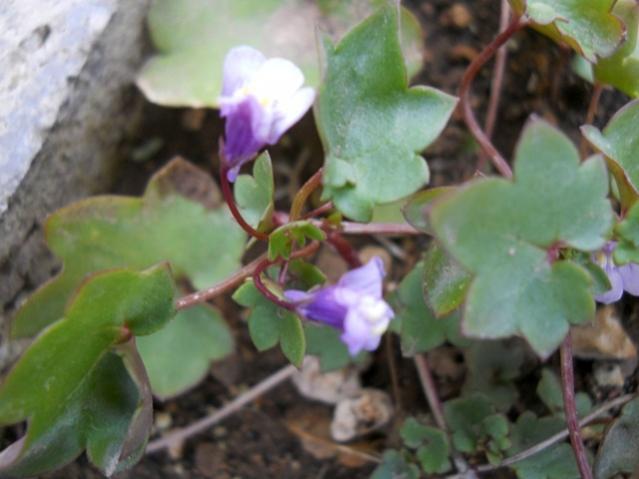 Name:  DSCN5559.jpg
Views: 522
Size:  35.9 KB