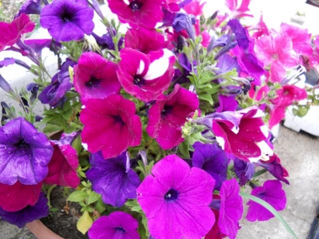 Name:  DSCN5558.jpg
Views: 844
Size:  59.7 KB