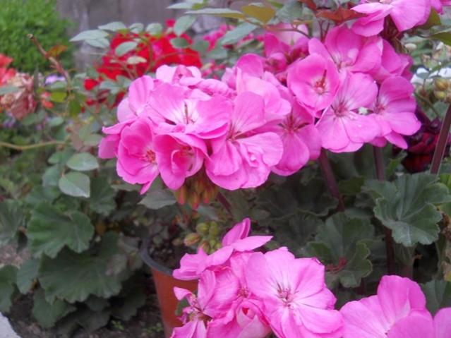 Name:  DSCN5556.jpg
Views: 788
Size:  46.0 KB