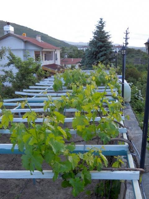 Name:  DSCN5618.jpg
Views: 805
Size:  51.7 KB