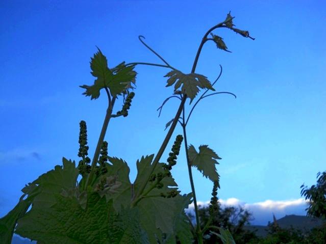 Name:  DSCN5608.jpg
Views: 808
Size:  31.1 KB