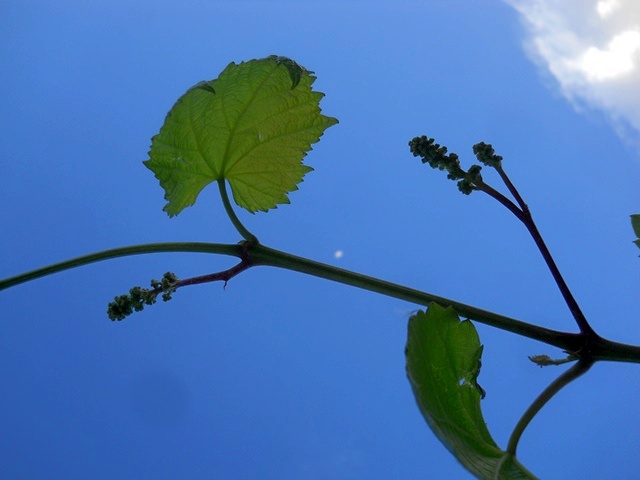 Name:  DSCN5607.JPG
Views: 805
Size:  60.0 KB