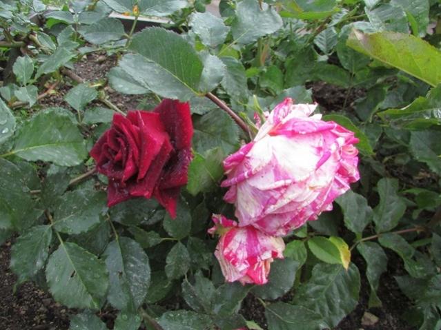 Name:  IMG_0049.jpg
Views: 685
Size:  56.6 KB