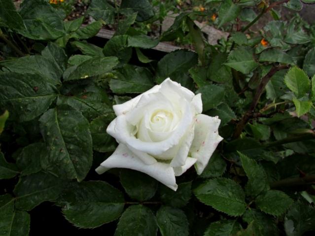 Name:  IMG_0051.jpg
Views: 672
Size:  42.8 KB