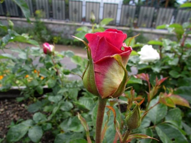 Name:  IMG_0050.jpg
Views: 674
Size:  44.2 KB
