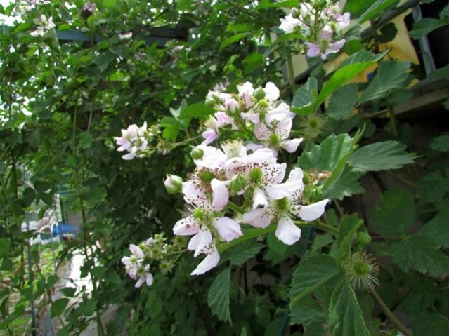 Name:  IMG_0070.jpg
Views: 703
Size:  59.1 KB