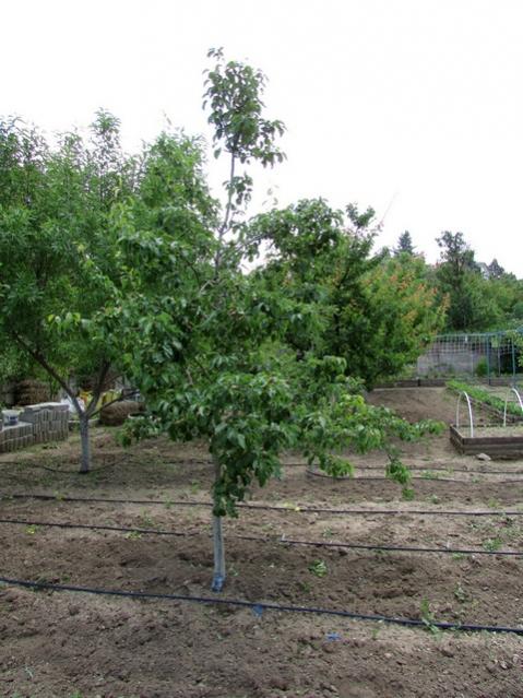 Name:  IMG_0182.jpg
Views: 544
Size:  59.1 KB
