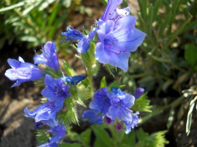 Name:  DSCN5741.jpg
Views: 422
Size:  43.7 KB
