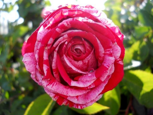 Name:  DSCN5745.jpg
Views: 423
Size:  44.0 KB