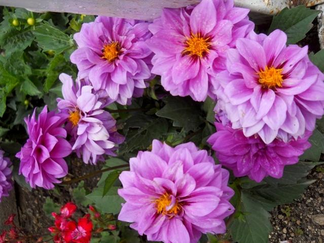 Name:  DSCN5902.jpg
Views: 901
Size:  59.4 KB
