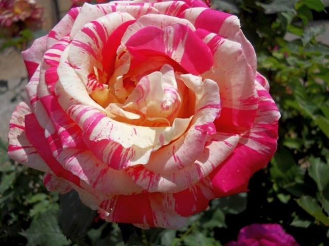 Name:  DSCN5909.jpg
Views: 860
Size:  45.2 KB
